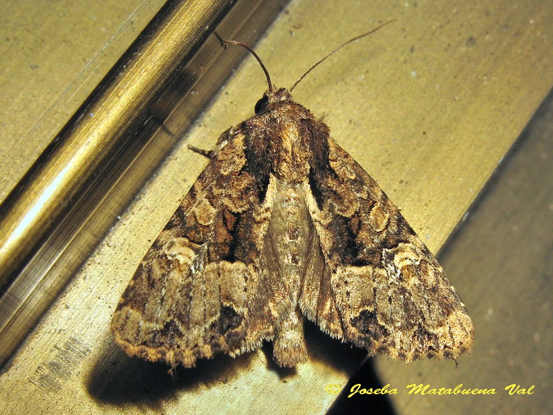 Noctuidae a determinar 1 - Mesapamea sp.